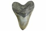 Huge, Fossil Megalodon Tooth - North Carolina #346333-1